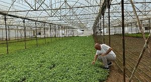 Asan Tarım’dan kuraklıkla mücadelede yerli çözüm: Damla Sulama Projesi Başladı