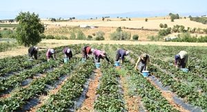 Başkan Altay: “Tarımın Her Alanında Üreticimizin Yanında Olmaya Devam Edeceğiz”
