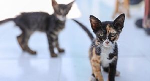 Buca’daki can dostlar sizi bekliyor