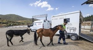 Buca’daki haralara terk edilen sahipsiz atlar Pako’da