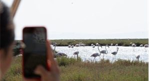 Flamingo Yolu turları başladı