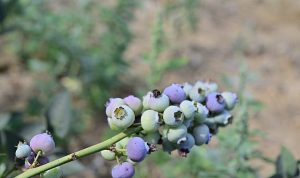izmir tarım haber; İzmir’in ilk toprağa dikim bluueberryleri hasat edildi