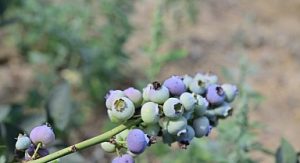 izmir tarım haber; İzmir’in ilk toprağa dikim bluueberryleri hasat edildi