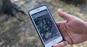 Kültürpark’ın palmiyeleri güvende