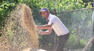 Korkuteli Yeşiloba Yaylası’nda buğday hasadı başladı