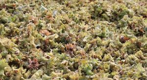 İnegöl Fındığında Hasat Zamanı