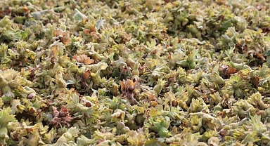 İnegöl Fındığında Hasat Zamanı