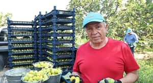 Nilüfer’de incir hasadı başladı