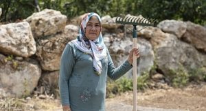 Yenişehir Belediyesinin desteğiyle safran üreticisi sayısı artıyor