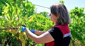 Hasat Öncesi Pestisit Denetimi İçin Numuneler Alınıyor