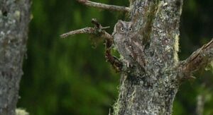 ‘Alaska’nın Kahramanları: Minik Kahramanlar Özel’, 4 Ekim Cumartesi 20.00’de National Geographic WILD Ekranlarında!
