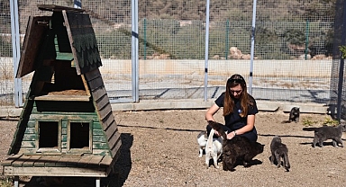 Büyükşehir patili dostları sahipsiz bırakmıyor