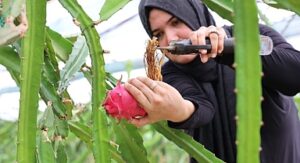 Büyükşehir’den üreticilere katma değeri yüksek alternatif ürün desteği