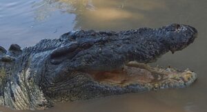 ‘Timsah: Avustralya’nın Hayatta Kalanı’, 5 Ekim Pazar 20.00’de National Geographic WILD Ekranlarında!