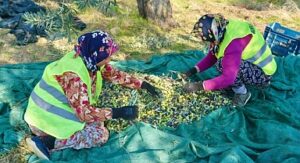 Burhaniye’de Zeytin Hasadı Başladı