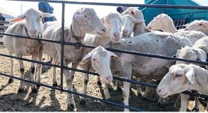 İnegöl Belediyesi İle İlçeler Arası “Tarım Ve Hayvancılıkta Güç Birliği”