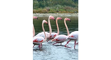 İzmit Körfezi’nde pembe flamingoların dansı